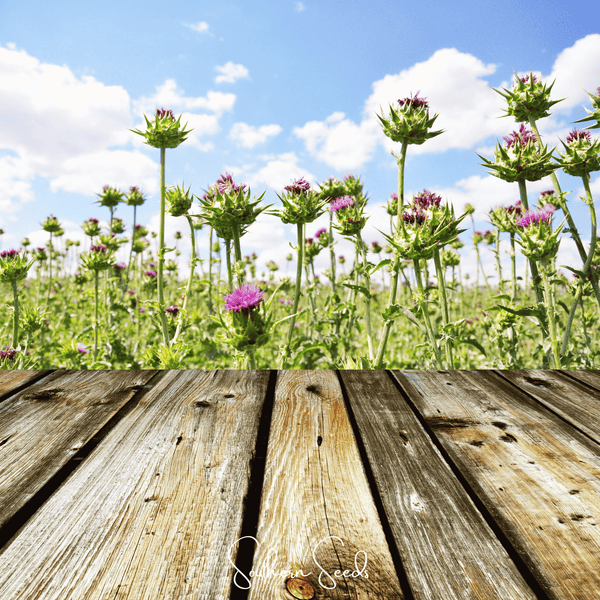 Milk Thistle Seeds