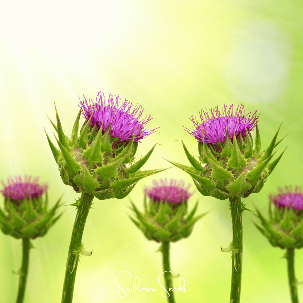 Milk Thistle Seeds