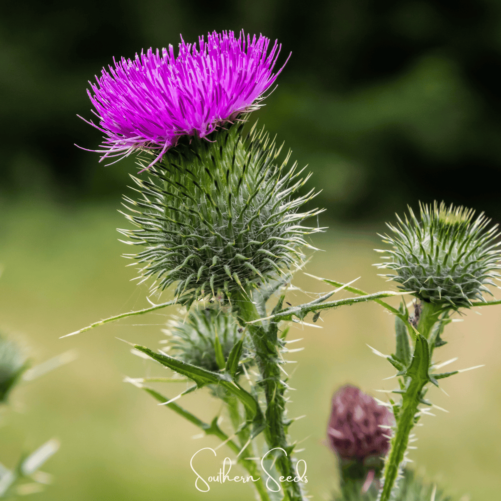 Milk Thistle Seeds