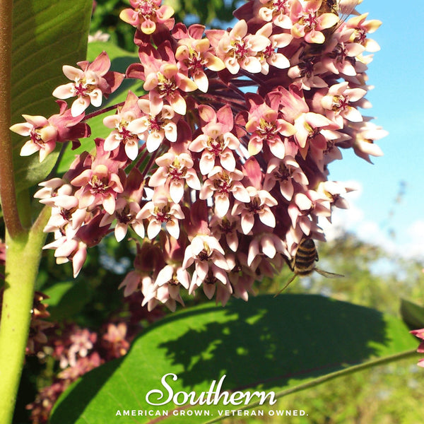 Common Milkweed Seeds