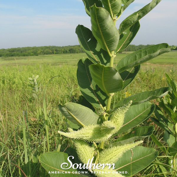 Common Milkweed Seeds
