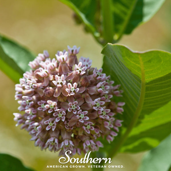 Common Milkweed Seeds