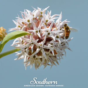 Showy Milkweed Seeds