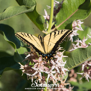 Showy Milkweed Seeds