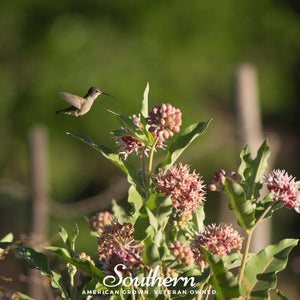 Showy Milkweed Seeds