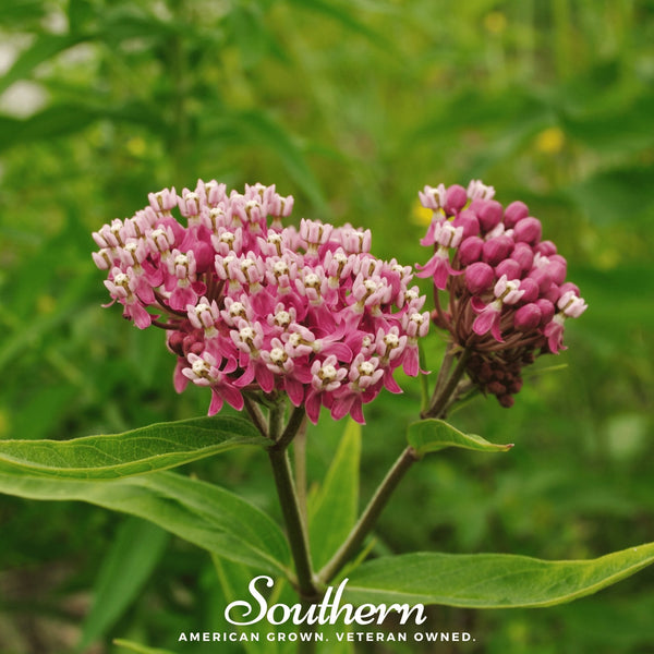 Swamp Milkweed Seeds