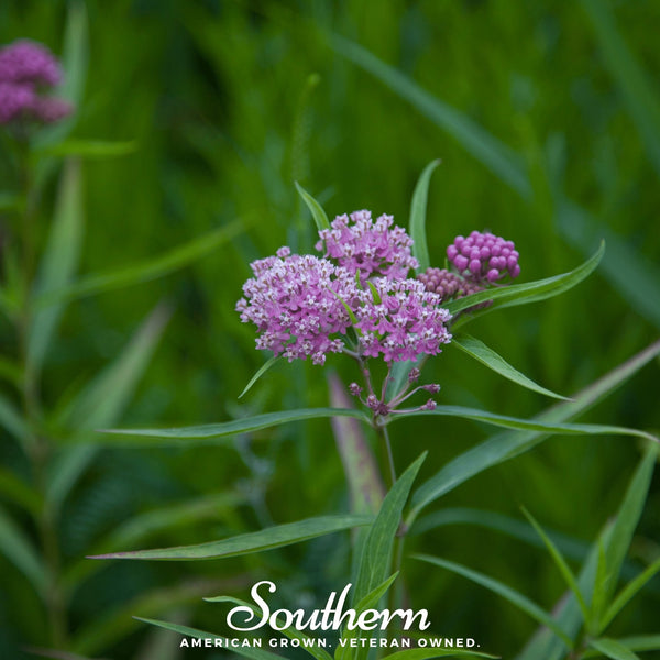 Swamp Milkweed Seeds