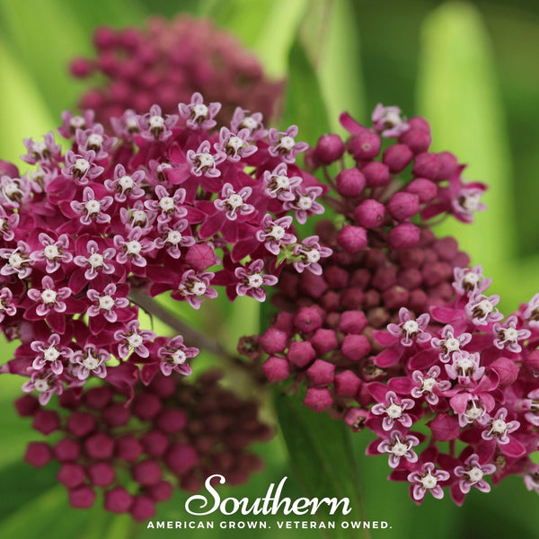 Swamp Milkweed Seeds