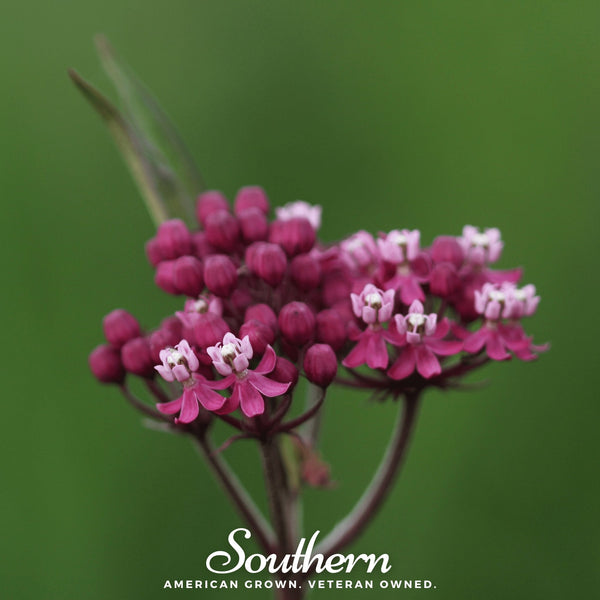 Swamp Milkweed Seeds