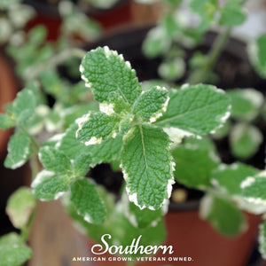 Pineapple Mint Seeds