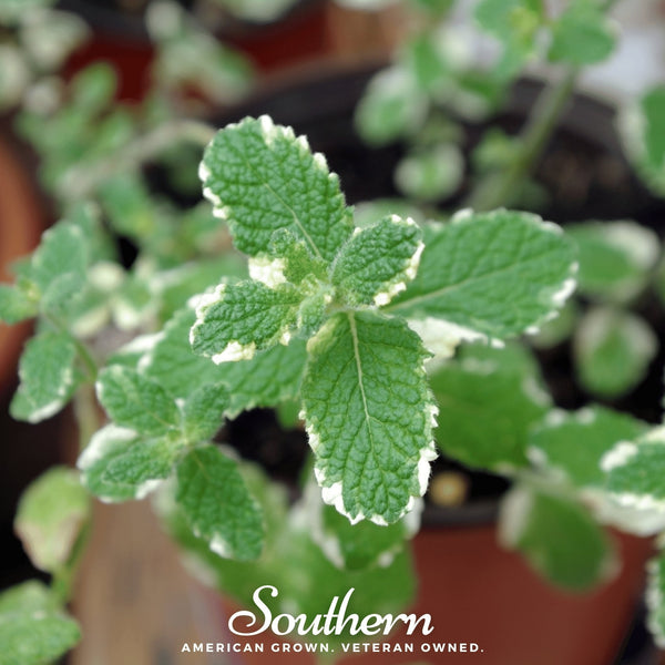 Pineapple Mint Seeds