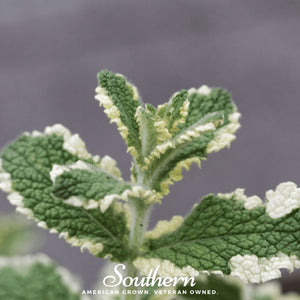 Pineapple Mint Seeds