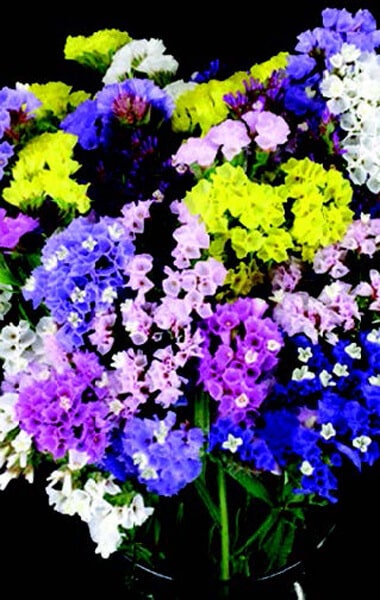 Mixed Colors Statice Seeds
