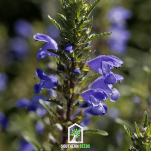 Dragonhead Moldavian Balm Seeds