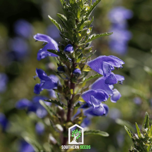 Dragonhead Moldavian Balm Seeds