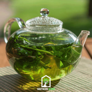 Dragonhead Moldavian Balm Seeds