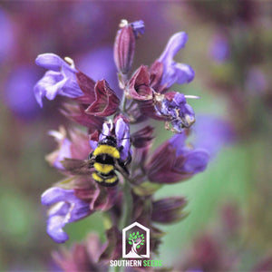 Dragonhead Moldavian Balm Seeds