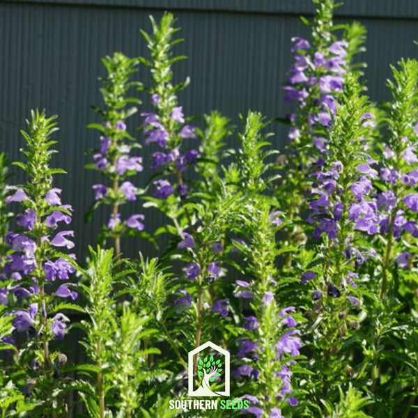 Dragonhead Moldavian Balm Seeds