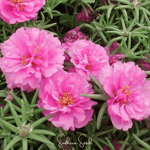 Pink Moss Rose Seeds
