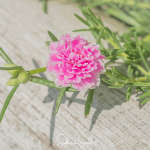 Pink Moss Rose Seeds