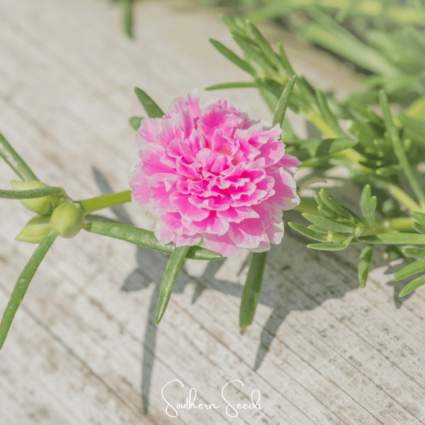 Pink Moss Rose Seeds