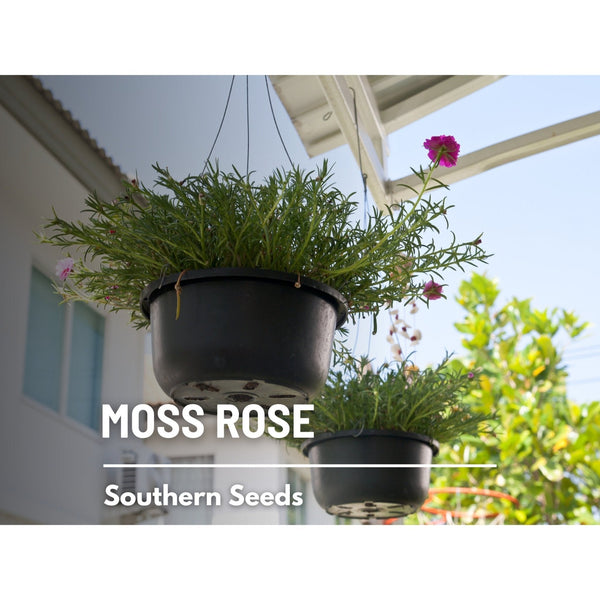 Pink Moss Rose Seeds