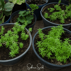 Pink Moss Rose Seeds