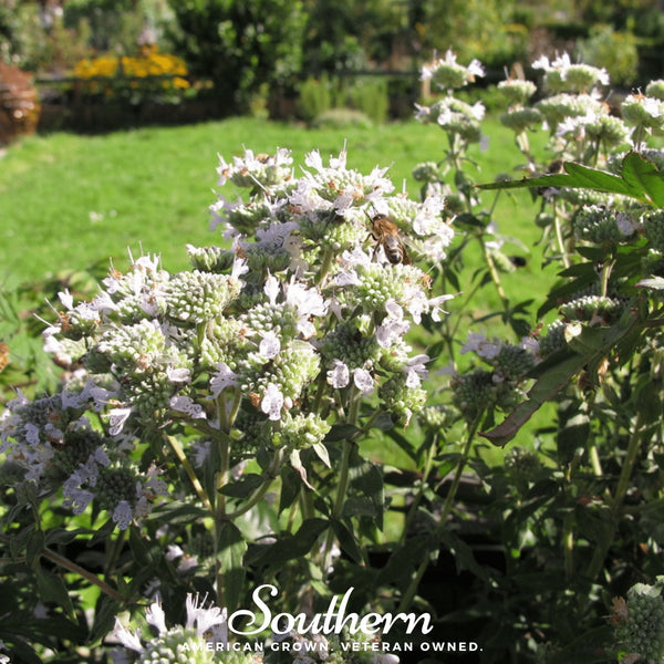 Mountain Mint  Seeds