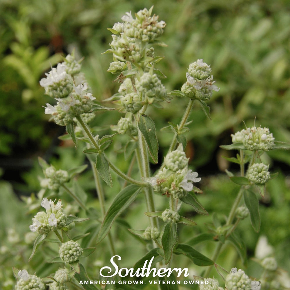 Mountain Mint  Seeds