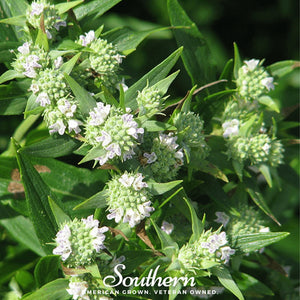 Mountain Mint  Seeds