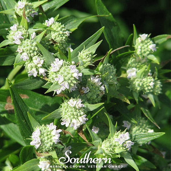 Mountain Mint  Seeds