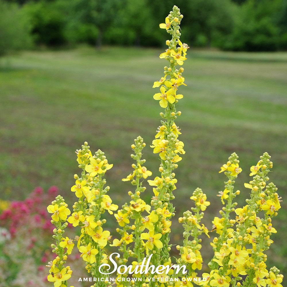 Mullein Seeds