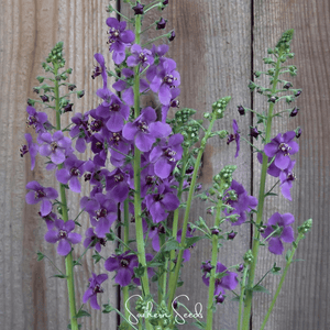 Purple Mullein Seeds