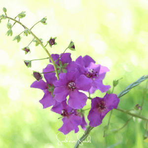 Purple Mullein Seeds