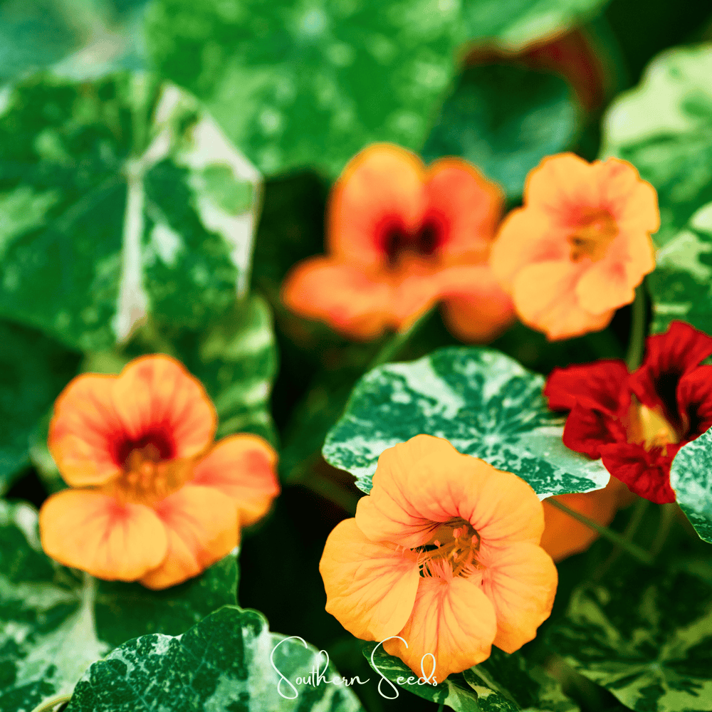 Alaska Mix Nasturtium Seeds