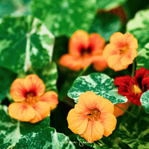 Alaska Mix Nasturtium Seeds