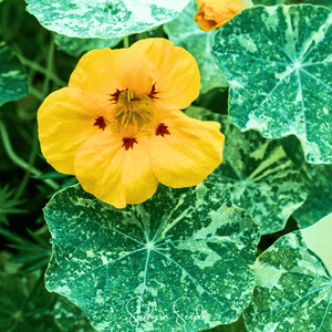 Alaska Mix Nasturtium Seeds