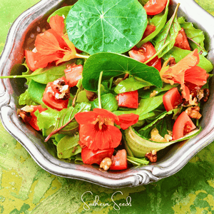 Alaska Mix Nasturtium Seeds
