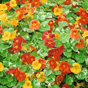 Alaska Mix Nasturtium Seeds