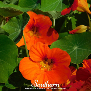 Empress of India Nasturtium Seeds