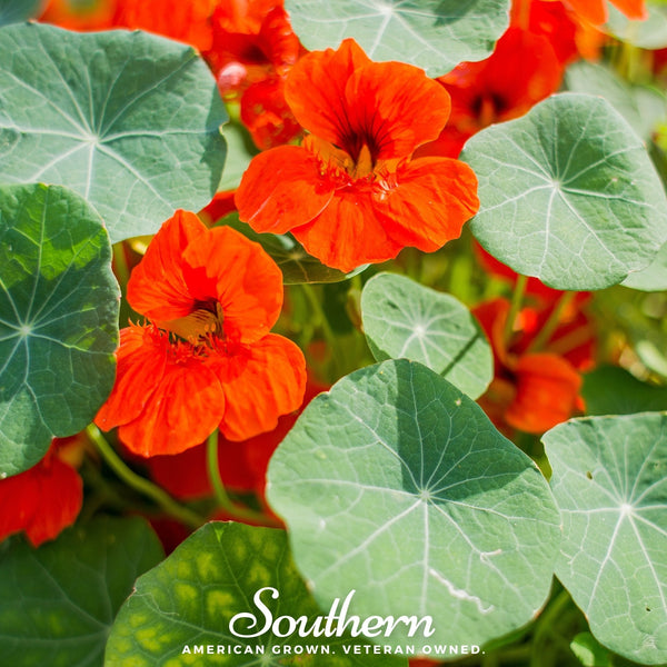 Empress of India Nasturtium Seeds