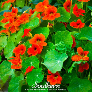 Empress of India Nasturtium Seeds