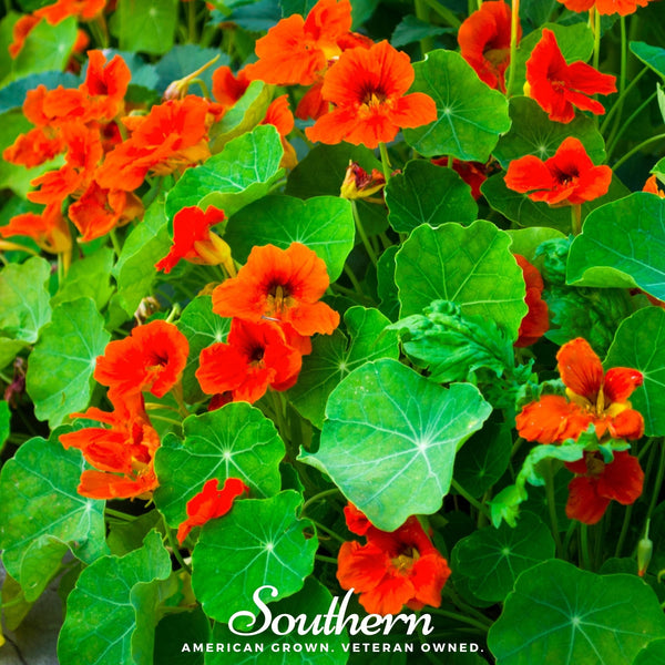 Empress of India Nasturtium Seeds