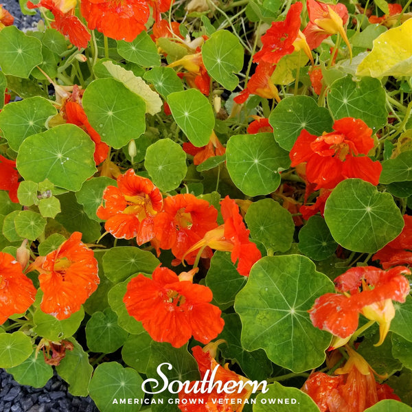Empress of India Nasturtium Seeds