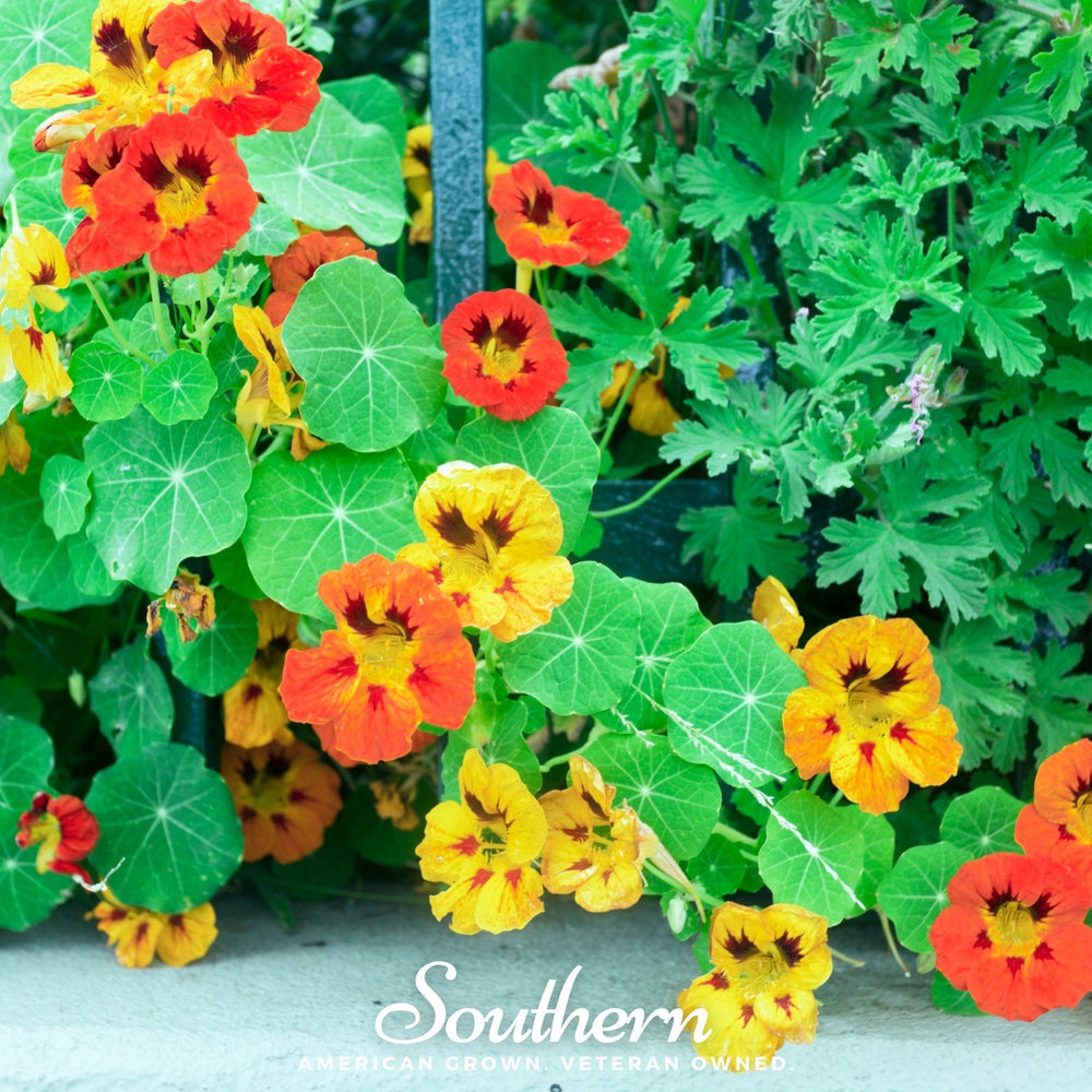 Jewel Nasturtium Mix Seeds