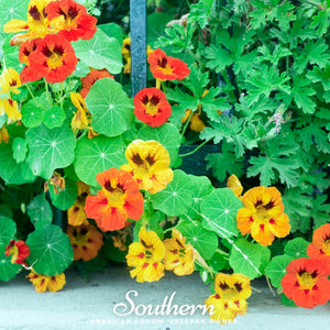 Jewel Nasturtium Mix Seeds