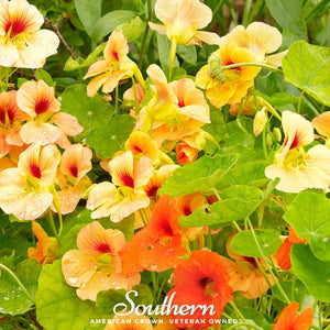 Jewel Nasturtium Mix Seeds