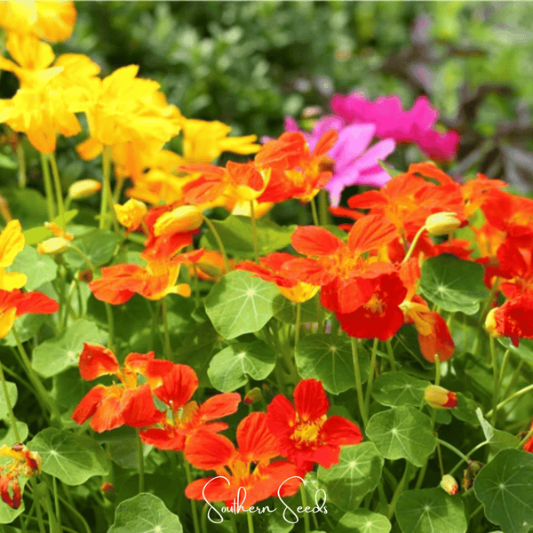 Tom Thumb Dwarf Nasturtium Seeds