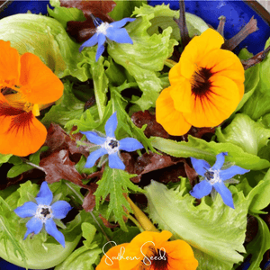 Tom Thumb Dwarf Nasturtium Seeds