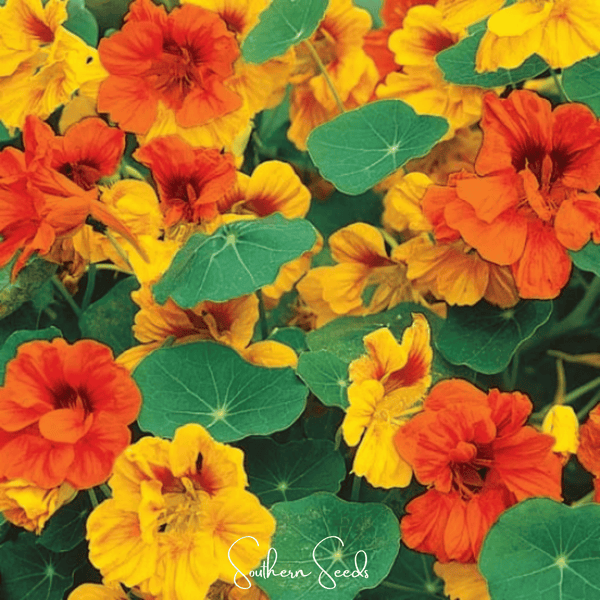 Tom Thumb Dwarf Nasturtium Seeds